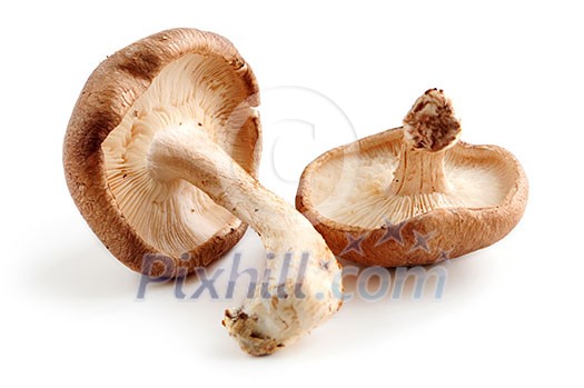 Two fresh shiitake mushrooms isolated on white background Two fresh shiitake mushrooms isolated on white background