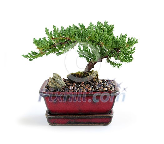 Bonsai tree in ceramic pot on white background Bonsai tree in ceramic pot on white background