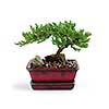 Bonsai tree in ceramic pot on white background