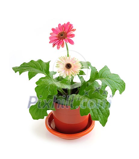 Potted houseplant pink gerbera isolated on white background Potted houseplant pink gerbera isolated on white background