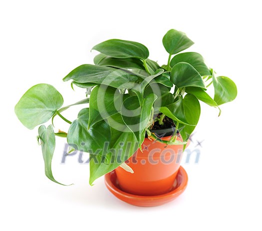 Green trailing houseplant isolated on white background Green trailing houseplant isolated on white background