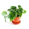 Green trailing houseplant isolated on white background
