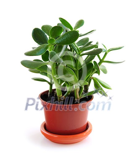 Young Jade houseplant isolated on white background Young Jade houseplant isolated on white background