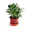 Young Jade houseplant isolated on white background