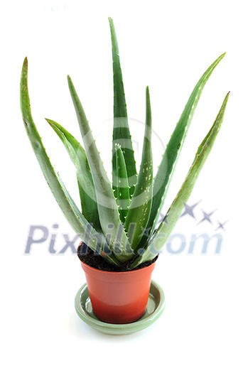 Aloe plant in a pot isolated on white background Aloe plant in a pot isolated on white background