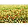 Red poppy flowers growing in green rye grain field