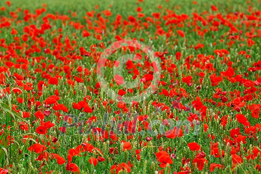 Red poppy flowers growing in green rye grain field, floral background Red poppy flowers growing in green rye grain field, floral background