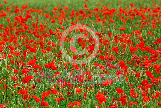 Red poppy flowers growing in green rye grain field, floral background