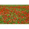 Red poppy flowers growing in green rye grain field, floral background