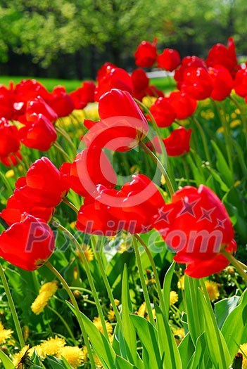 Bright red tulips blooming in a spring garden