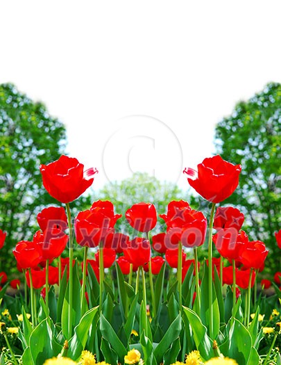 Floral background of bright red tulips blooming in a spring garden