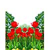 Floral background of bright red tulips blooming in a spring garden