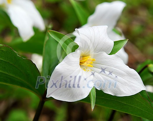 White Trillium blooming in woodlands Ontario provincial flower White Trillium blooming in woodlands Ontario provincial flower