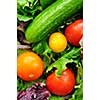 Assorted fresh vegetables - tomatoes, cucumber, green lettuce