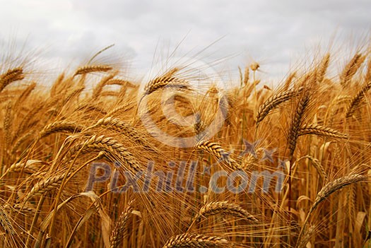Golden wheat growing in a farm field, closeup on ears Golden wheat growing in a farm field, closeup on ears