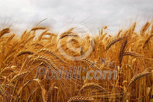 Golden wheat growing in a farm field, closeup on ears