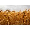 Golden wheat growing in a farm field, closeup on ears