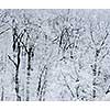 Winter forest covered with snow, natural background