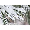 Pine needles covered with fluffy snow, macro with snowflakes visible