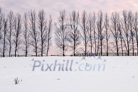 Winter landscape with a row of tall trees at sunset
