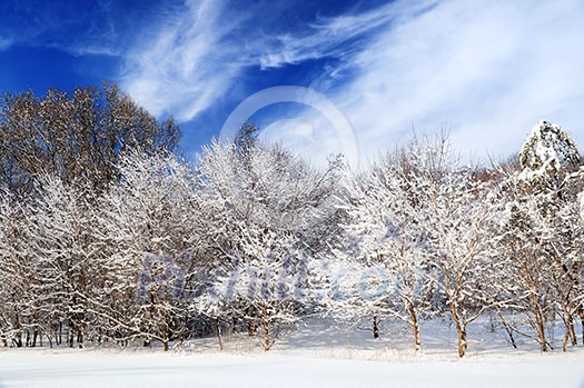 Winter landscape of a sunny forest after a heavy snowfall