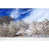 Winter landscape of a sunny forest after a heavy snowfall