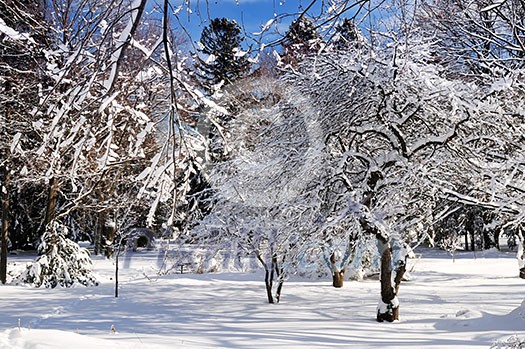 Winter landscape of a sunny park after a heavy snowfall