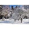 Winter landscape of a sunny park after a heavy snowfall