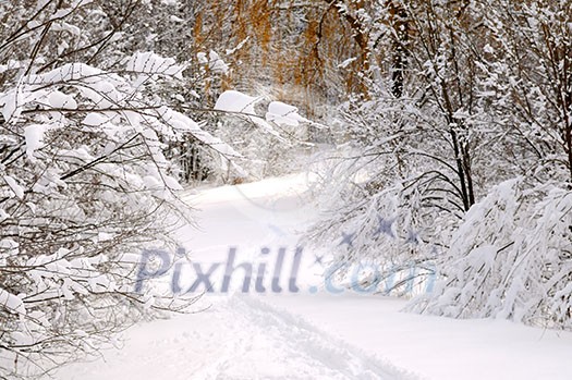 Path in winter forest after a snowfall