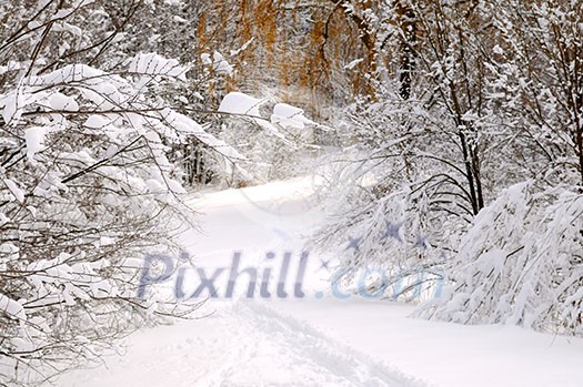 Path in winter forest after a snowfall Path in winter forest after a snowfall