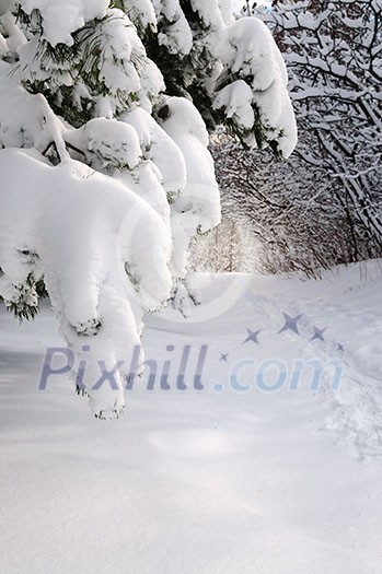 Path in winter forest after a snowfall