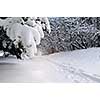 Path in winter forest after a snowfall