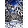 Recreational path in winter forest after a snowfall