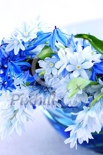 Blue bouquet of first spring flowers closeup