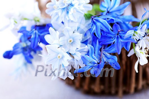 Blue bouquet of first spring flowers closeup