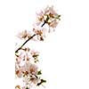 Branch with pink cherry blossoms isolated on white background