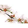 Macro of pink cherry blossoms isolated on white background