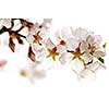 Macro of pink cherry blossoms isolated on white background