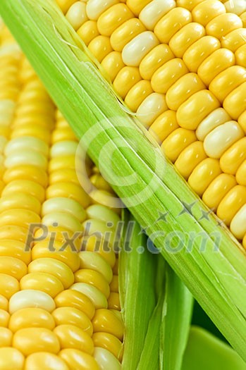 Ears of fresh corn with husks close up Ears of fresh corn with husks close up
