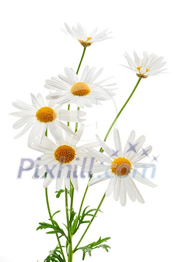 Daisy plant with flowers isolated on white background