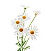 Daisy plant with flowers isolated on white background
