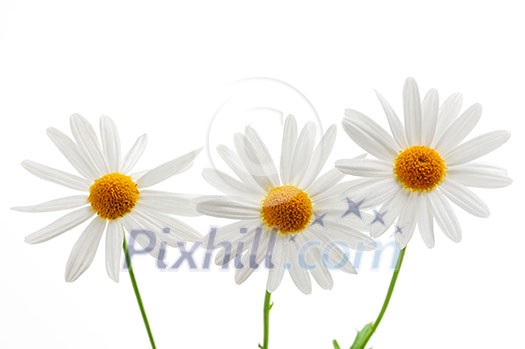 Daisy flowers isolated on white background