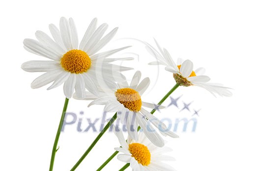 Daisy flowers isolated on white background