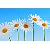 Daisy flowers in a row on light blue background