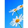 Daisy flowers in a row on light blue background