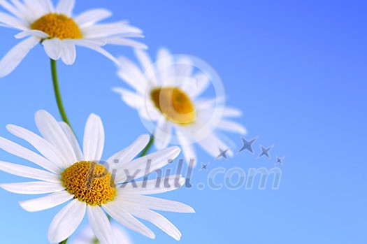 Daisy flowers macro on light blue background Daisy flowers macro on light blue background