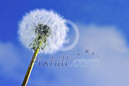 Dandelion close up on blue sky background