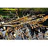 Driftwood in a forest river in Algonquin provincial park, Canada