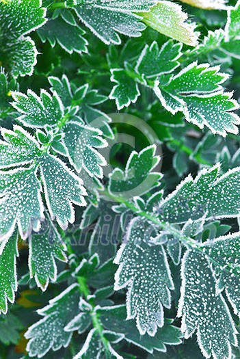Macro of frosty plant leaves in late fall Macro of frosty plant leaves in late fall