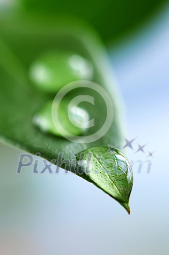 Macro of a green leaf with water drops Macro of a green leaf with water drops